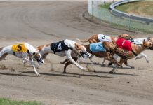 Vermantia partners with Eurobet to launch virtual greyhound racing in Italy Vermantia, an omnichannel content solution for lotteries, has partnered with Eurobet to launch its virtual greyhound racing in Italy.