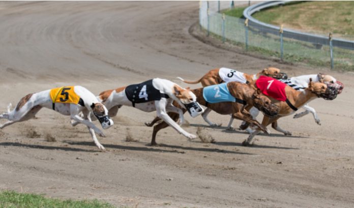 Vermantia, an omnichannel content solution for lotteries, has partnered with Eurobet to launch its virtual greyhound racing in Italy.