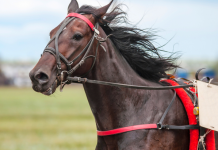 Racehorse lottery plots £2m expansion amid ‘enormous’ Irish opportunity Racehorse Lotto