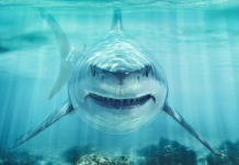 Pollard Banknote hails instant ticket addition of ‘phenomenon’ Jaws Pollard Banknote