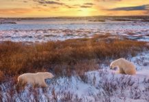 Manitoba judge sides with lottery coalition against offshore gaming firm A photo of Manitoba