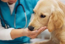 SPCA to launch first-ever national lottery to support over 55,000 animals a year Animal care, representing the SPCA